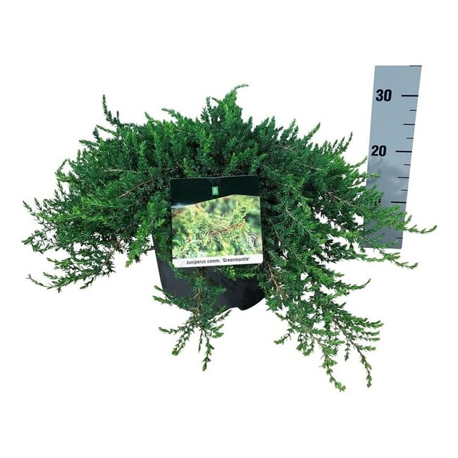 Zypresse Juniperus Greenmantle