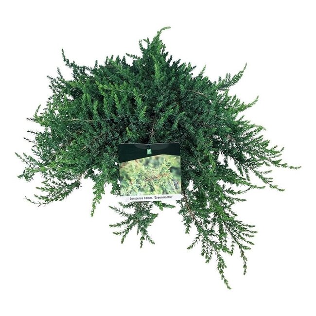 Zypresse Juniperus Greenmantle