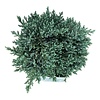 Zypresse Juniperus Tropical Blue