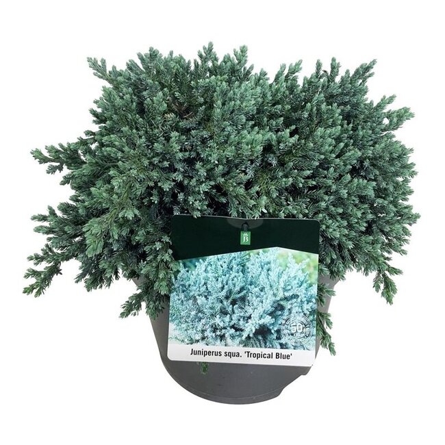 Zypresse Juniperus Tropical Blue