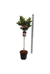 Biberbaum Magnolie März bis Frost