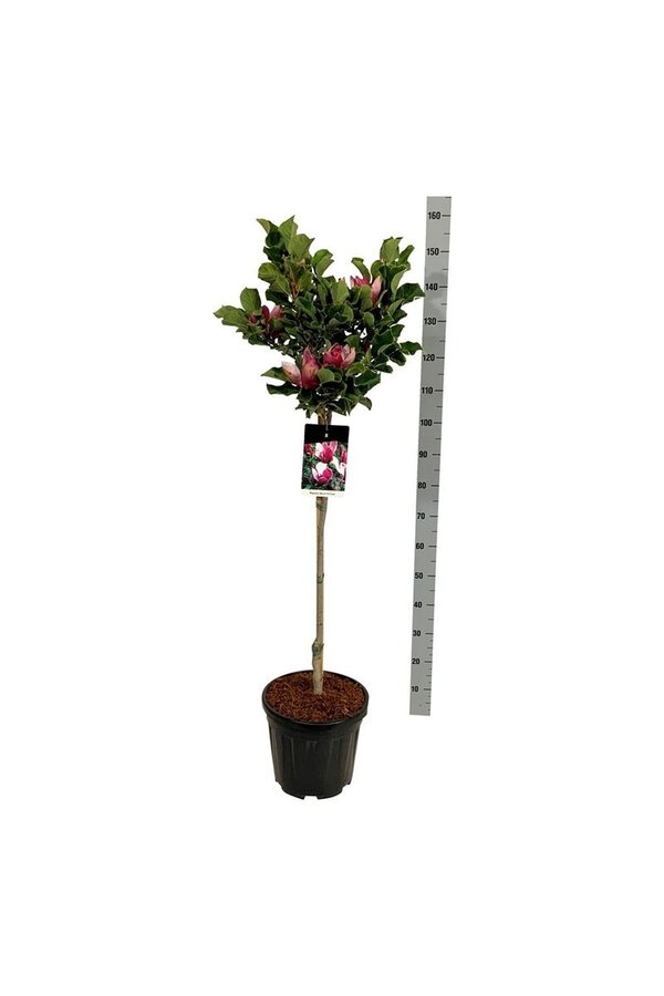 Biberbaum Magnolie März bis Frost