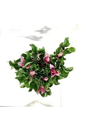 Biberbaum Magnolie März bis Frost