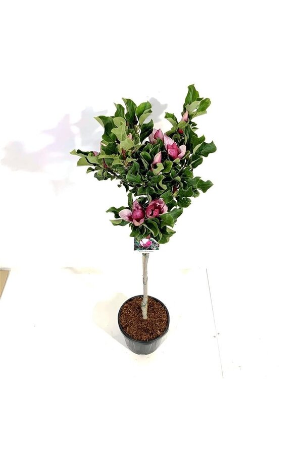 Biberbaum Magnolie März bis Frost