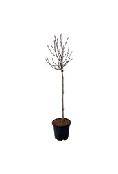 Biberbaum Magnolie März bis Frost