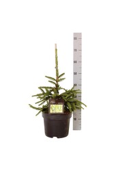 Weißtanne Picea abies Inversa