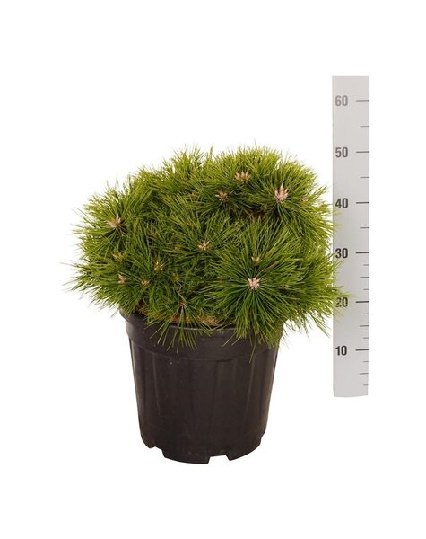 Pinus