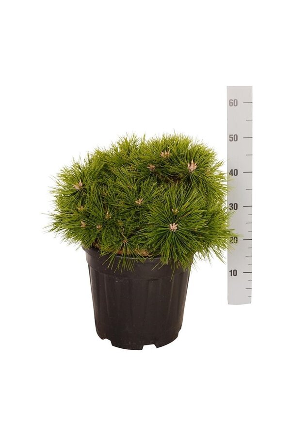 Kiefer Pinus Low Glow