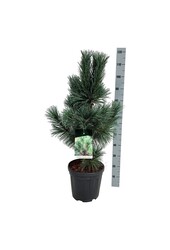 Kiefer Pinus Vanderwolfs Pyramide