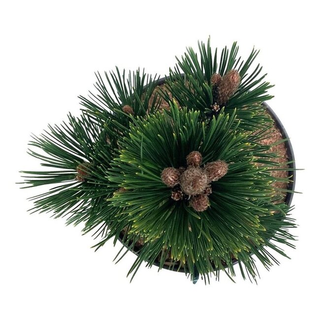 Kiefer Pinus Malinki