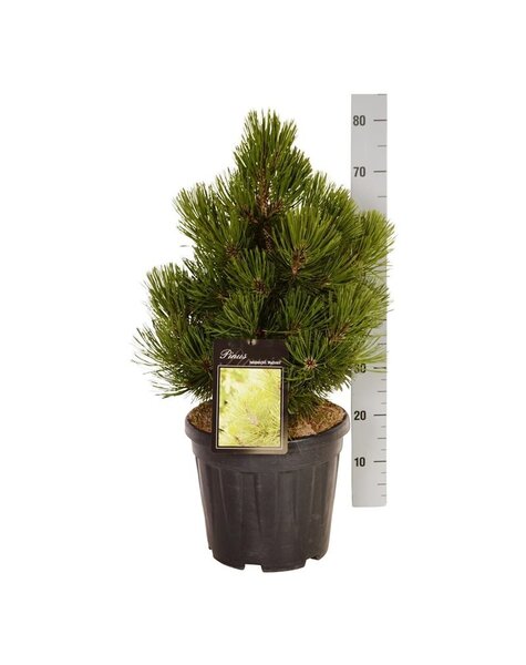 Pinus