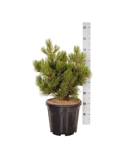 Pinus