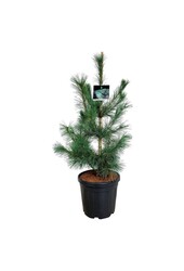 Kiefer Pinus Ammerland