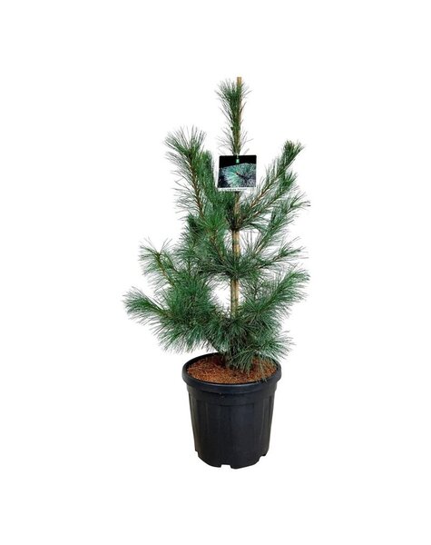Pinus