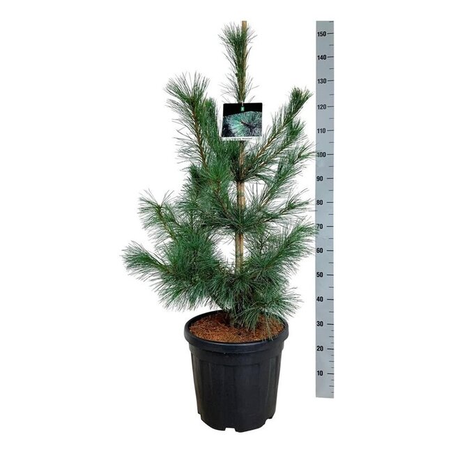 Kiefer Pinus Ammerland