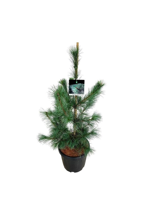Kiefer Pinus Ammerland