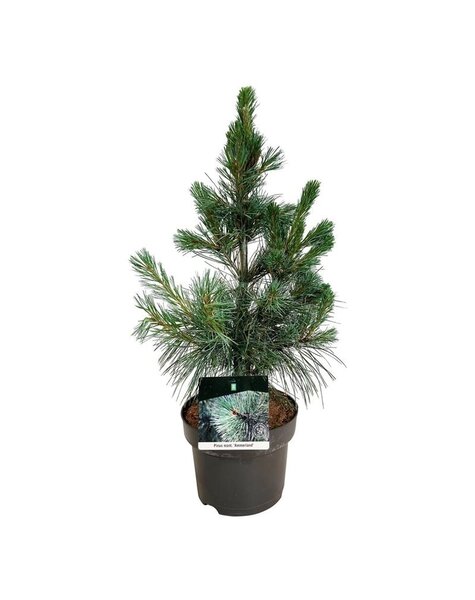 Pinus