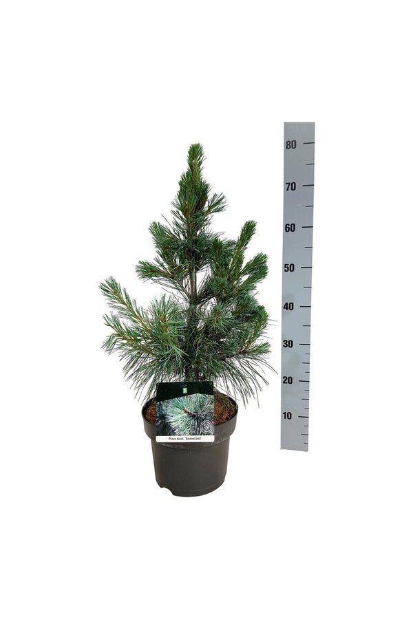 Kiefer Pinus Ammerland