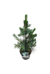 Kiefer Pinus Ammerland