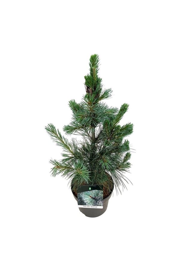 Kiefer Pinus Ammerland