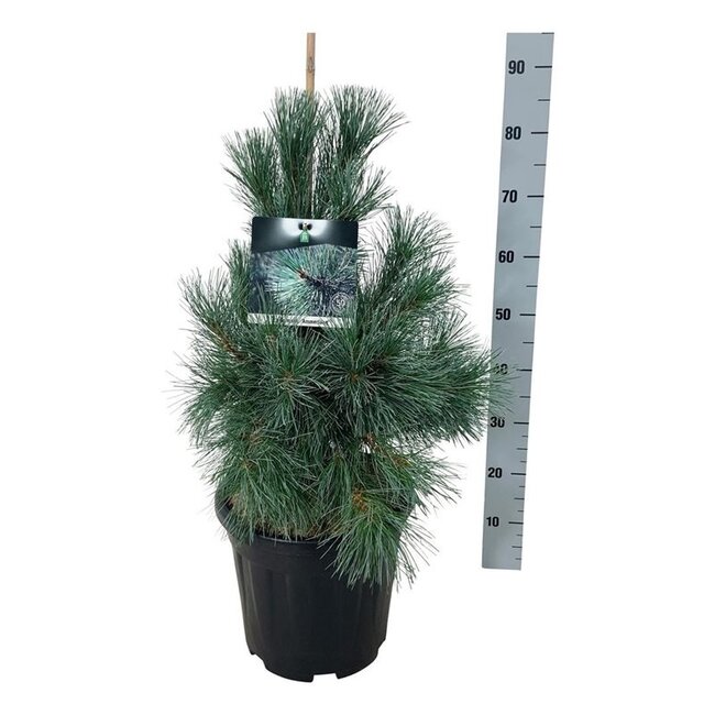 Kiefer Pinus Ammerland