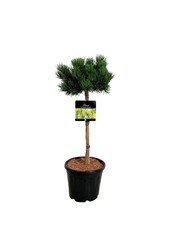 Kiefer Pinus mugo Carstens Wintergold