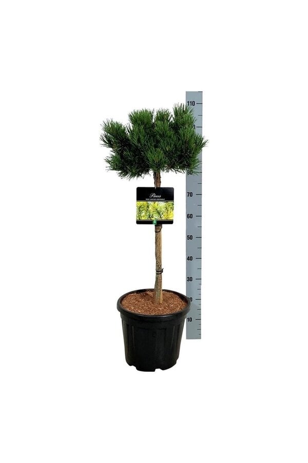 Kiefer Pinus mugo Carstens Wintergold