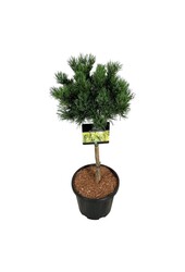 Kiefer Pinus mugo Carstens Wintergold