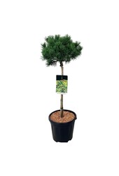 Kiefer Pinus mugo Carstens Wintergold