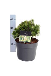 Kiefer Pinus mugo Gnom