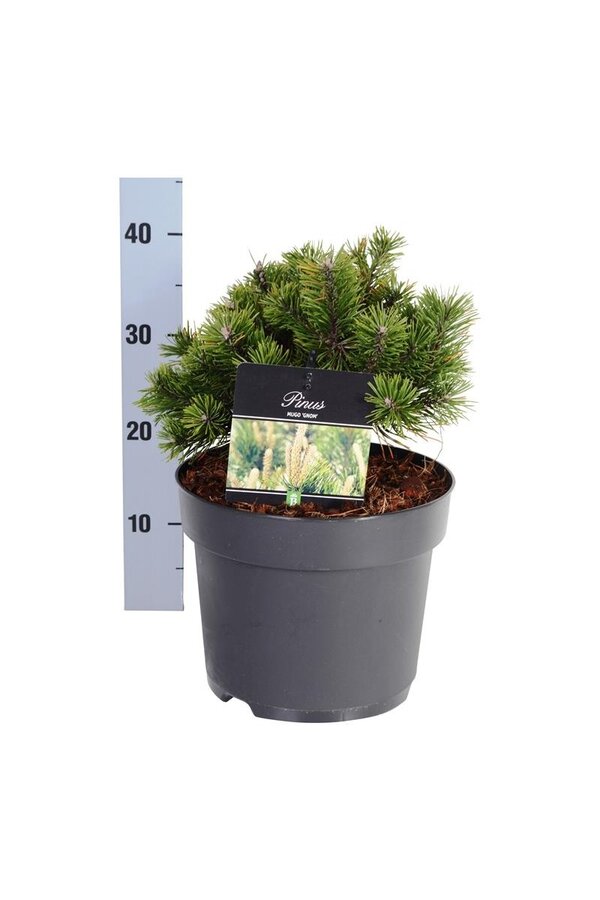 Kiefer Pinus mugo Gnom