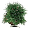 Kiefer Pinus mugo Heideperle