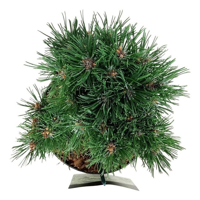 Kiefer Pinus mugo Heideperle