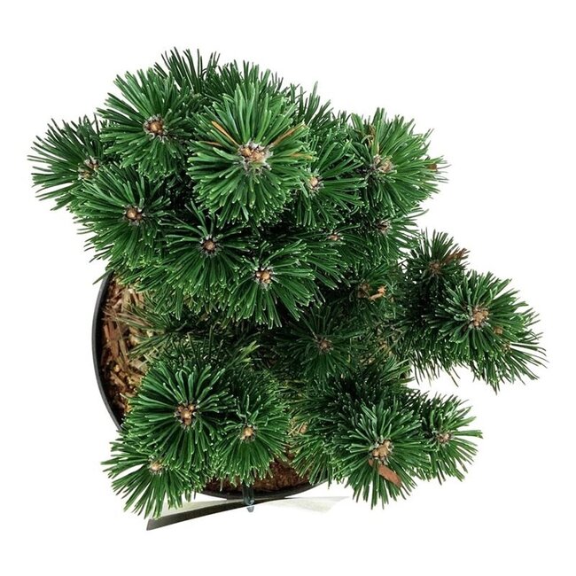 Kiefer Pinus mugo Limerick