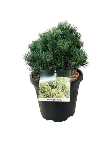 Pinus