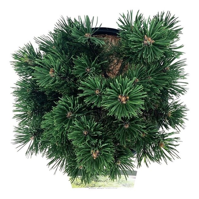 Kiefer Pinus mugo Limerick