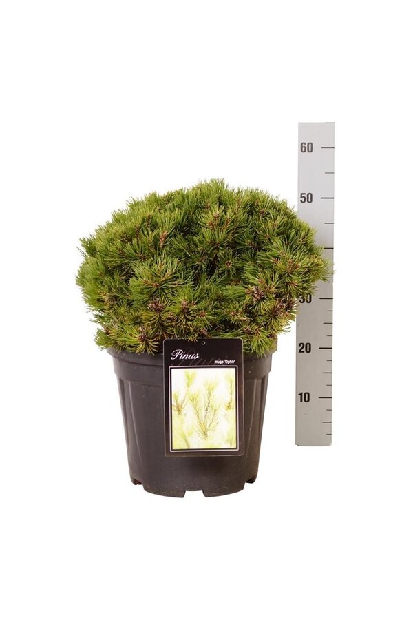 Kiefer Pinus mugo Ophir