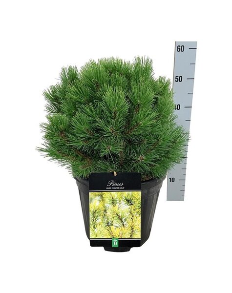 Pinus