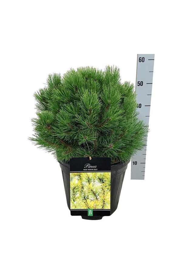 Kiefer Pinus mugo Wintergold