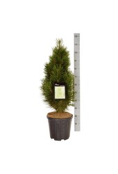 Kiefer Pinus nigra Grüner Turm