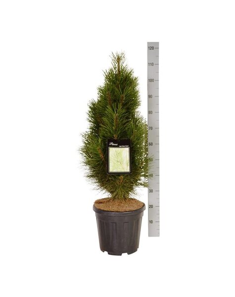Pinus