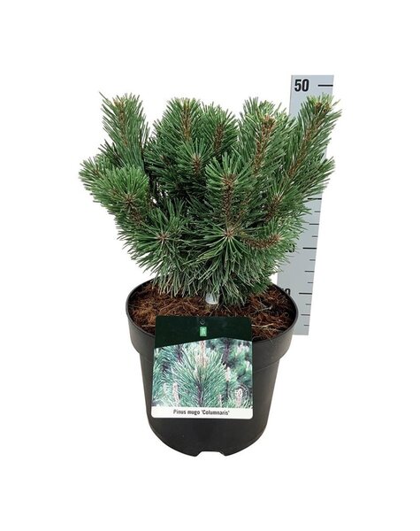 Pinus
