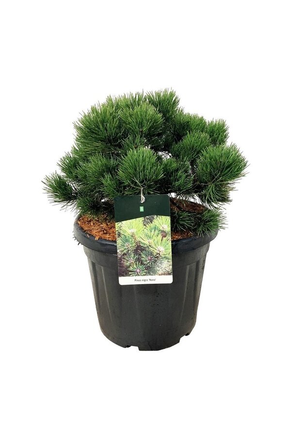 Kiefer Pinus nigra Nana