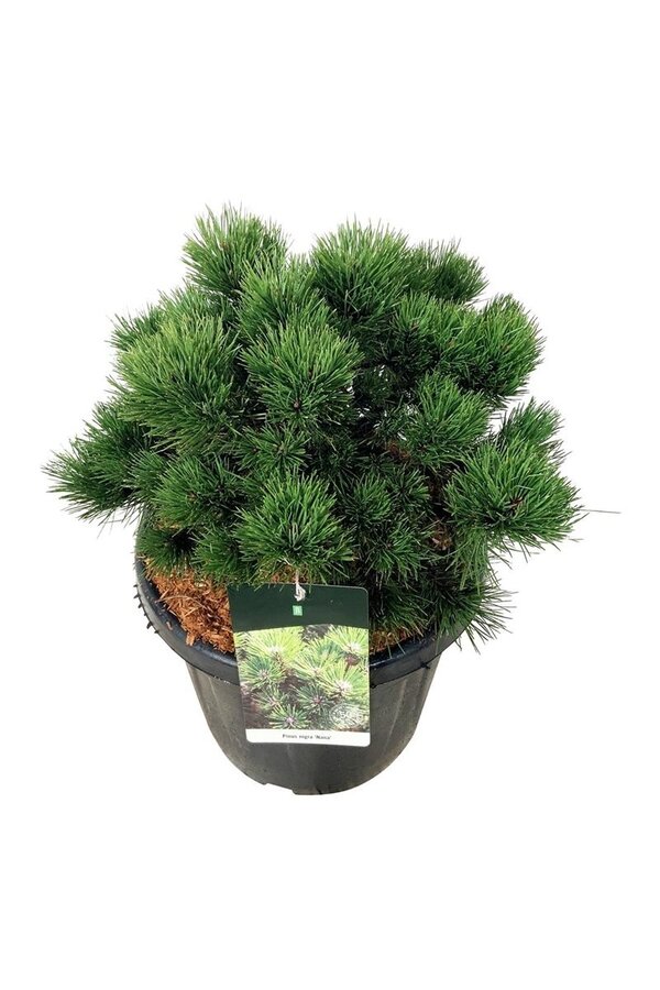 Kiefer Pinus nigra Nana