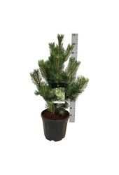 Kiefer Pinus nigra Oregon Green