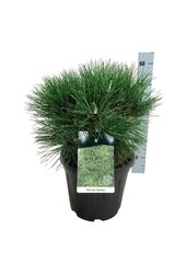 Kiefer Pinus nigra Spielberg