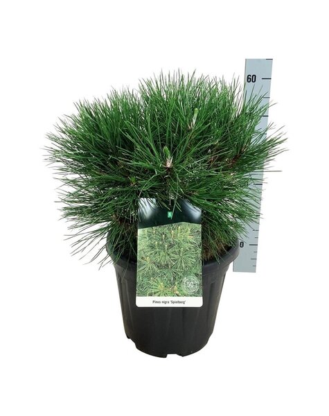 Pinus