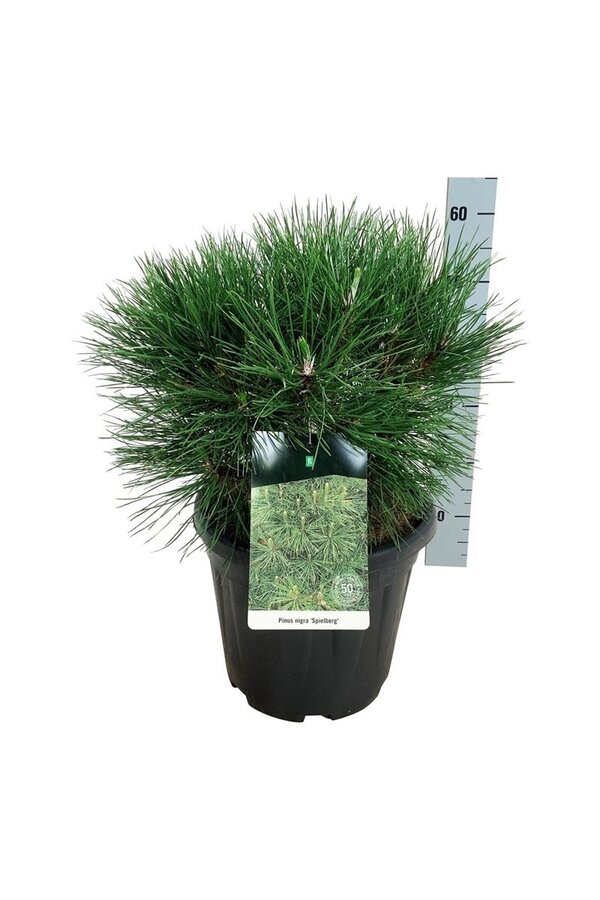 Kiefer Pinus nigra Spielberg