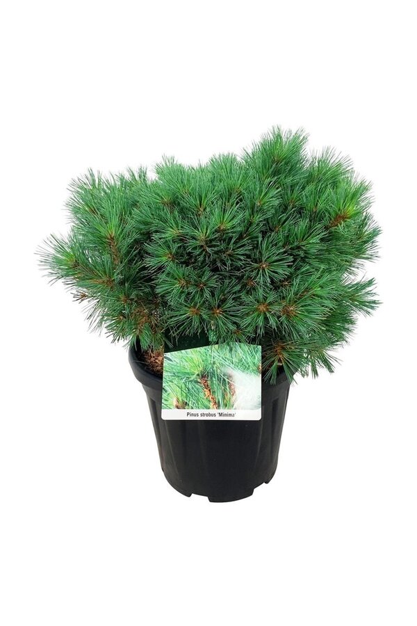 Kiefer Pinus strobus Minima