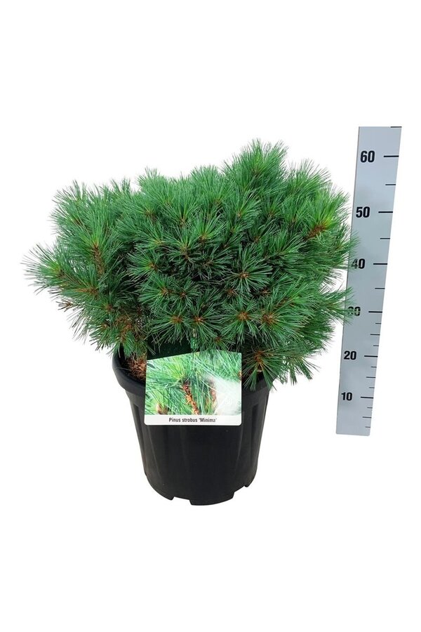 Kiefer Pinus strobus Minima